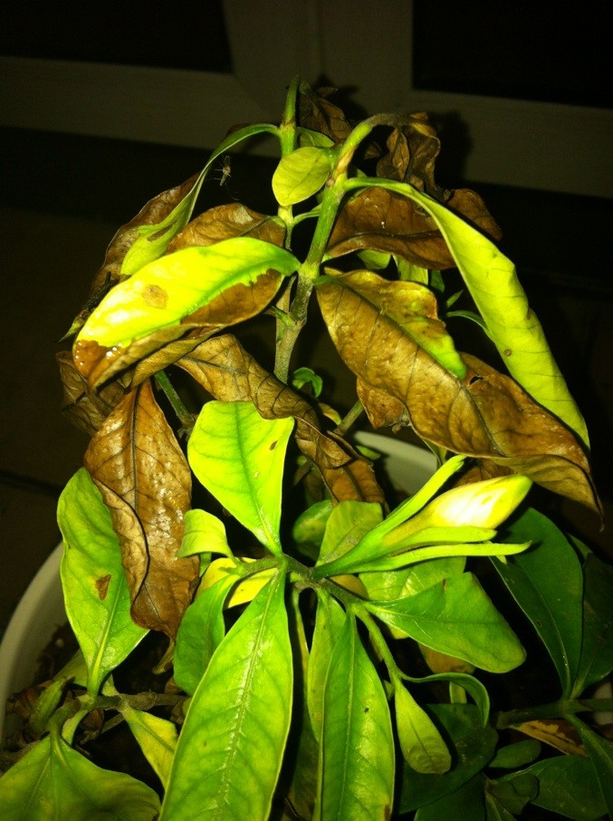 杜鹃花的养殖方法：掌握要点，让你的花园焕发光彩