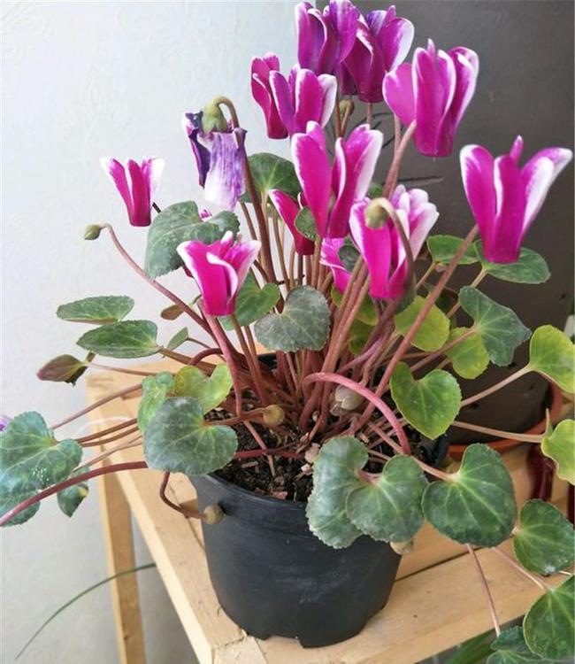 月月兔养殖方法：打造你的家庭宠物乐园