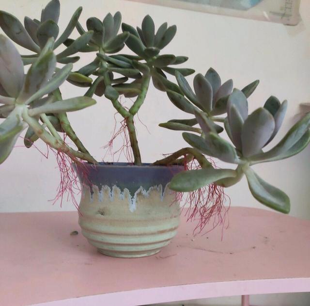 杜鹃在北方的养殖方法