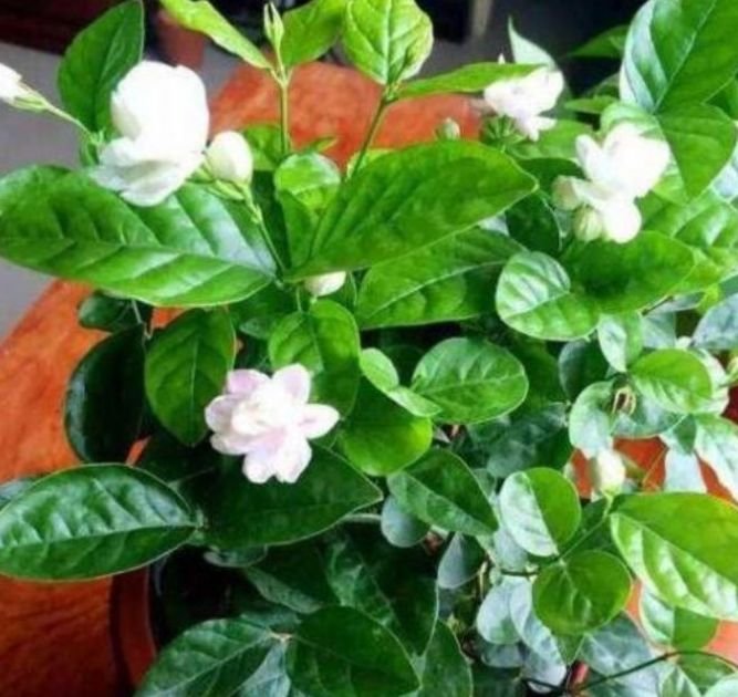 捕鹧鸪方法：掌握技巧，轻松捕捉