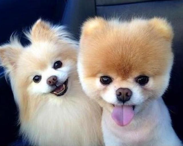 狗狗一只眼睛流泪：揭开背后的原因与解决办法