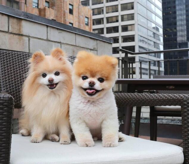 狗狗总是哈气，揭秘背后的原因与对策