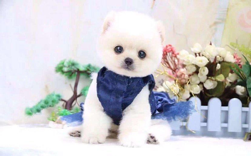 狗狗用注射器：探索宠物护理的奇妙世界